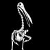 Pelican skull (@pelicanskull) Twitter profile photo Pelican skull (@pelicanskull) Twitter profile photo
