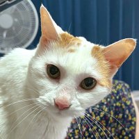방랑외노자 (@cryingcat0305) 's Twitter Profile Photo