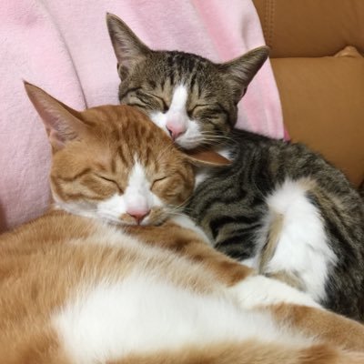 🐈モカ♂と🐈‍⬛オレオ♀です！！6歳になった保護猫の双子です🐱生まれた時からずっとずっと二人で仲良く暮らしています！そんな双子の日常をどうぞご覧ください😸