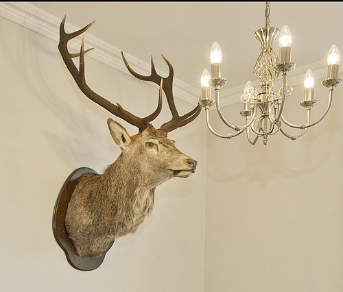 KnapHouseSouth's profile picture. A 4 star self catering townhouse in the idyllic fishing village of Tarbert Loch Fyne Argyll. Suitable for week holidays or short breaks
Airbnb host 🌟