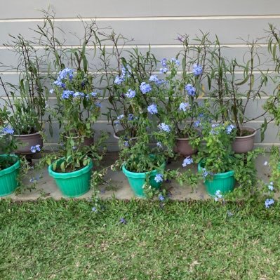 flakycroissan's profile picture. 