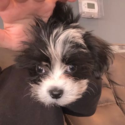 habitual5sos's profile picture. dancing through our house