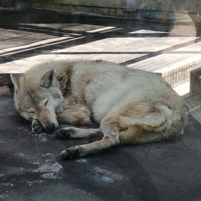 ワールド昆布（中山源次郎）＠アレックスの缶バッジ保持者さんのプロフィール画像
