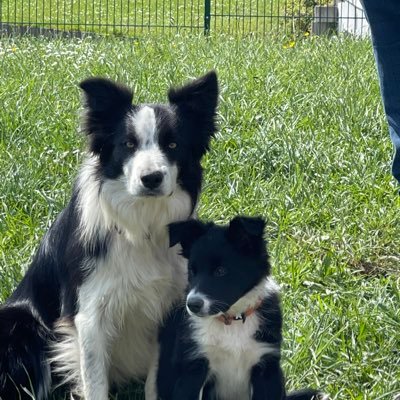 idel désabusée mais je m’accroche fan absolue de #biathlon de ma Roxy et de ma thalia #bordercollie #grossestêtesrtl#alsace