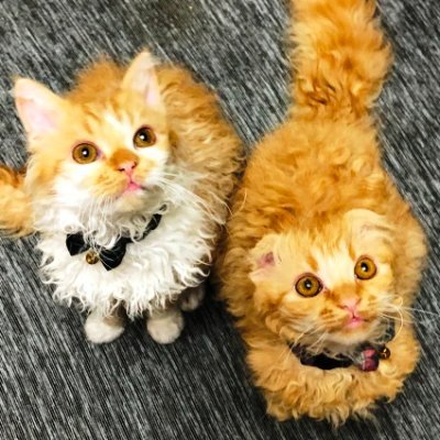 血液型:多分O型
Birthday 2020/09/19
空(クウ)Kuu いたずら大好き、マイペース、人懐っこい😁😺
海(カイ)Kai 冷静で慎重、ママのストーカー😊😃、身軽😸