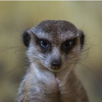 nunya🦅🐁🐀🐁🐀🐁🦅 (@nunya33369999) 's Twitter Profile Photo nunya🦅🐁🐀🐁🐀🐁🦅 (@nunya33369999) 's Twitter Profile Photo