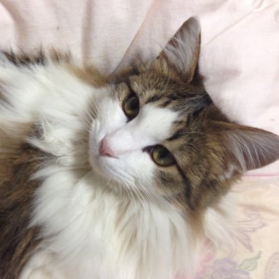 vanillasan2525's profile picture. 2014年からノルウェージャンフォレストキャットのモップが家族になり、楽しく暮らしています♪