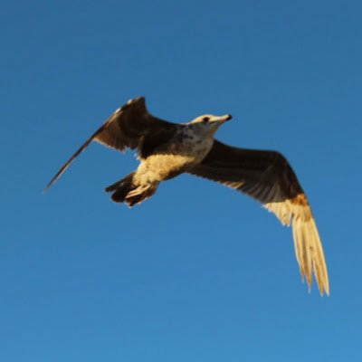 GuilleHaz's profile picture. 