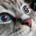 Special Kherson Cat 🐈🇺🇦 (@bayraktar_1love) Twitter profile photo Special Kherson Cat 🐈🇺🇦 (@bayraktar_1love) Twitter profile photo