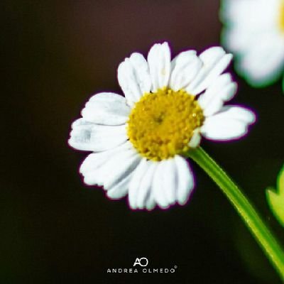 AdrianaMvd's profile picture. 