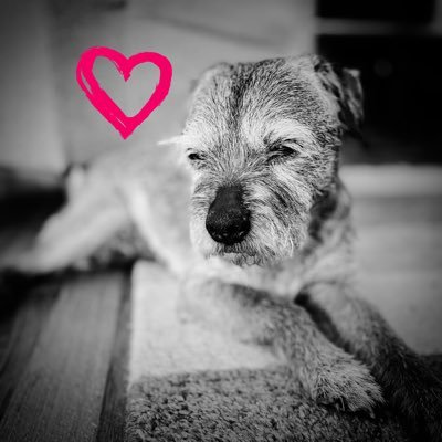 Skipper, border terriër, 23-4-2007 - 9-5-2022🌈, full name Vinci Vince of the Alatna’s Home #Netherlands #BTposse #OverTheRainbow 😢