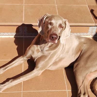 RealFedepobre's profile picture. soy yo