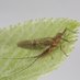 Invasive Ecology (InEco) Laboratory (@ucdinecolab) Twitter profile photo Invasive Ecology (InEco) Laboratory (@ucdinecolab) Twitter profile photo