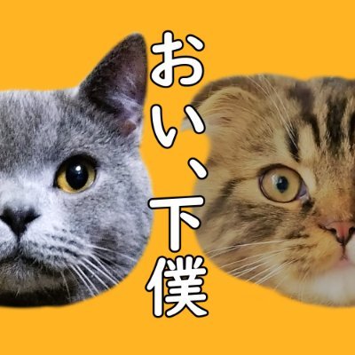 ブブ♂(ブリショ)🎂2021․5․16、🏠2021.8.8、停留睾丸手術済･アトピー治療終了 / ジョジョ♂(スコ)🎂2021․7․11、🏠2021.11.7、FIP治療終了 / 通知はOFFにしています / 2023.9より飼い主夫婦の夫が呟き担当