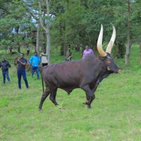 Am~Eng. Amos 💙💙 (@amostumwesigye1) 's Twitter Profile Photo