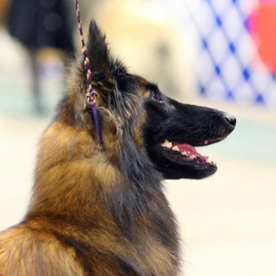 Belgian Tervuren Breeder born out of a wonderful pairing of two beautiful Tervs.