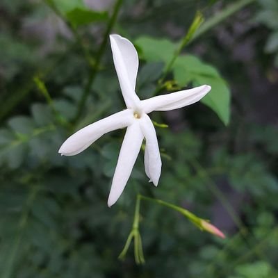 @jdtjasmin