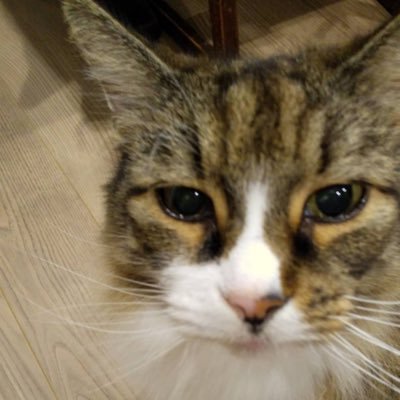 AsaCo_theater's profile picture. 舞台と映画と小説と。元OSK日本歌劇団の楊琳さんが永遠のご贔屓さま。ナゴヤ座🐯/歌舞伎が好き。