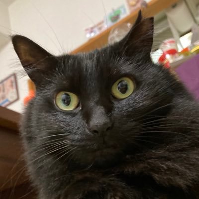 chawanne's profile picture. 主食は乙女系CDです。2013〜2015あたりの作品を反芻して生きていましたが2019年から戦隊が主食。成人。触らせてくれない猫は5年かけて膝乗りになりました。30年くらいカネコ系だいすき。2024年生まれの子がいます