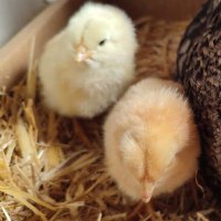 Ekhi (@ekhi_sasiengain) 's Twitter Profile Photo