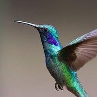 SmolBird (@hunterlasagna) 's Twitter Profile Photo