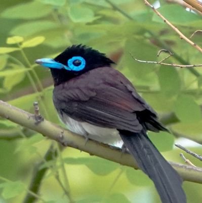 🔰カメラ初心者📷
2021年3月BIRDERデビュー🪶
まだまだ見たい野鳥だらけ