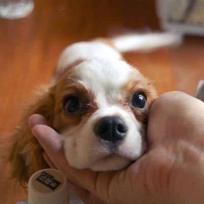 senda3104's profile picture. 武藤十夢さんの愛犬オグリちゃん、吉崎凜子さんの愛犬モチコちゃん、小島愛子さんの愛犬レオくん、山﨑空さんの愛犬テムちゃん、成田香姫奈さんの愛犬ウミくん、迫由芽実さんの愛犬ベリーちゃん推し。
最近、吉田彩良さん尾崎世里花さん水島美結さんが気になりだしました。