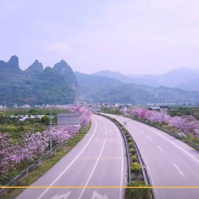 MSkippp's profile picture. Rainforest