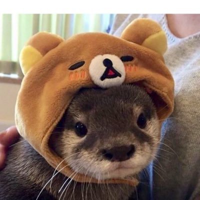 ikurawife's profile picture. 