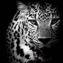 CatBat85's profile picture.