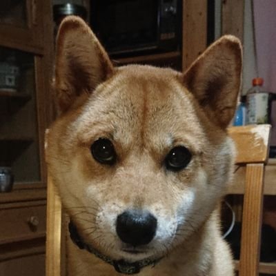 ShibaCorosuke's profile picture. 令和2年5月8日生まれの柴犬です。
7月26日にうちのこになりました♥️
コロナ禍で大変な時期に産まれたので名前はコロ助になりました😄
コロ助に毎日癒されています😊
無言フォロー失礼します。無言フォローしてくださるのも大歓迎です！