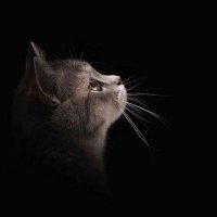llliirr (@llliirr10) 's Twitter Profile