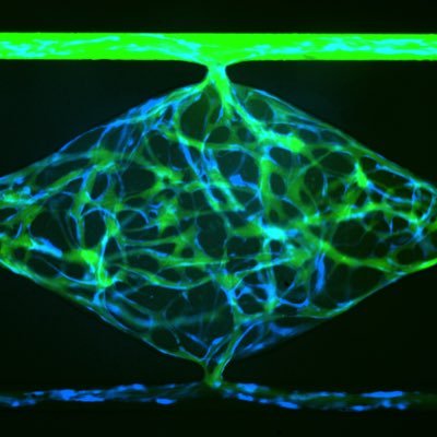 Studying vascular biology and cell-cell signaling in microphysiological organ-on-a-chip systems and mouse models. Doing science at @Tulane!