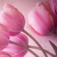 Tulipe 74 🐬🌲❤️🇫🇷 (@pmcd741) 's Twitter Profile