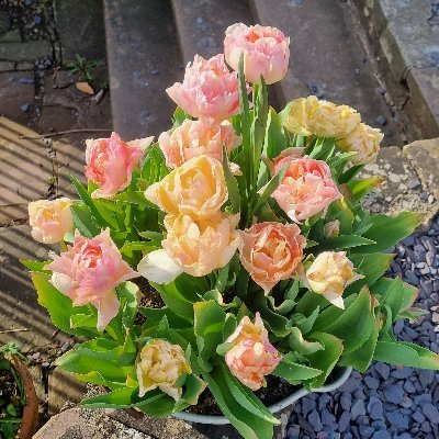 misslaslett's profile picture. Interested in cycling, healthy living, family, outdoor adventures, gardening.