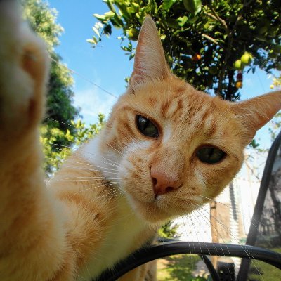 Facundotu2's profile picture. Juego al Buscaminas | Rome Enjoyer