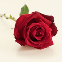 Sa🌹 (@spiranza05) 's Twitter Profile Photo Sa🌹 (@spiranza05) 's Twitter Profile Photo