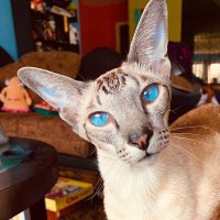 Periwinkle Chukwu the Cat (@periwinklechuk1) 's Twitter Profile
