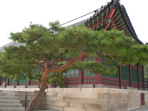 YouSpeakKorean's profile picture. You Speak Korean! and Paradigm Busters' main goal is to help students to truly learn to speak and appreciate the Korean language and culture.