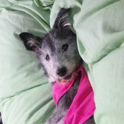 simoco_ni's profile picture. ZE:A💕動物🦉甘いもの🍮🍰🍫🍪食い意地強め😬時々育児👦と介護👵以前のアカウントに入れなくなったので作り直しました。また無言フォロー失礼します🙇