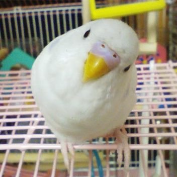 元パティシエ

お芝居、ケーキ作り、バイク、インコ大好き