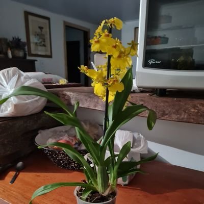 ClaudiaBond14's profile picture. odeio mi-mi-mi se você defende esta época do politicamente correto nem me siga