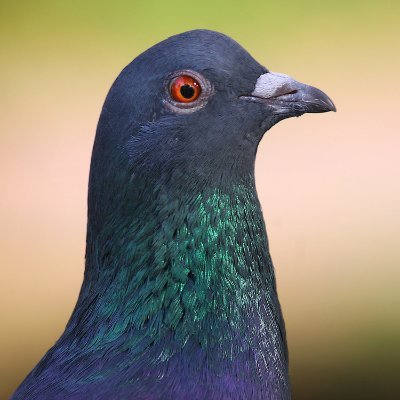 PigeonChain's profile picture. Internet via carrier pigeon. Web 4.0 is already here - you just don't know it yet! Get in on the ground floor and soar to moderate altitudes!