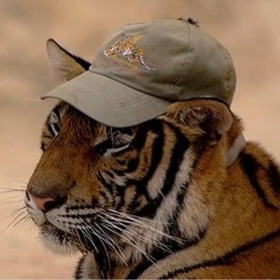 Lion Buddyさんのプロフィール画像
