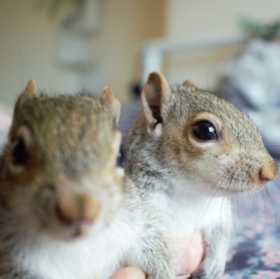 Hi! Welcome to our twitter. We are Squirrel brothers and we were rescued after our woodland was destroyed. Come along and share our journey with us. 🐿️❤️ xx