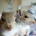 Squirrel Bro's 🐿️❤️🌰🥜 (@mischiefapollo) Twitter profile photo Squirrel Bro's 🐿️❤️🌰🥜 (@mischiefapollo) Twitter profile photo