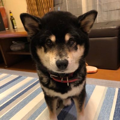 hayatomo_shoji's profile picture. 男闘呼組デビューからファンクラブ会員でLiveにも参戦してたよ✨推しは昭次くん💕 。 2022から再活動した渋い昭次くん、男闘呼組、RSC、NTS❤️。 フレブル🐶.🇮🇹🍴🍷.⛳️も好き。無言フォロー失礼します✨
