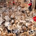 Ernesto’s Sanctuary for Syrian Cats (@thealeppocatmen) Twitter profile photo Ernesto’s Sanctuary for Syrian Cats (@thealeppocatmen) Twitter profile photo