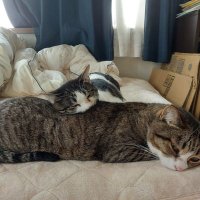 Nobori (@nobori_44) 's Twitter Profile Photo