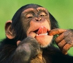 Skimoosevt's profile picture. Run With It, You'll get there faster.